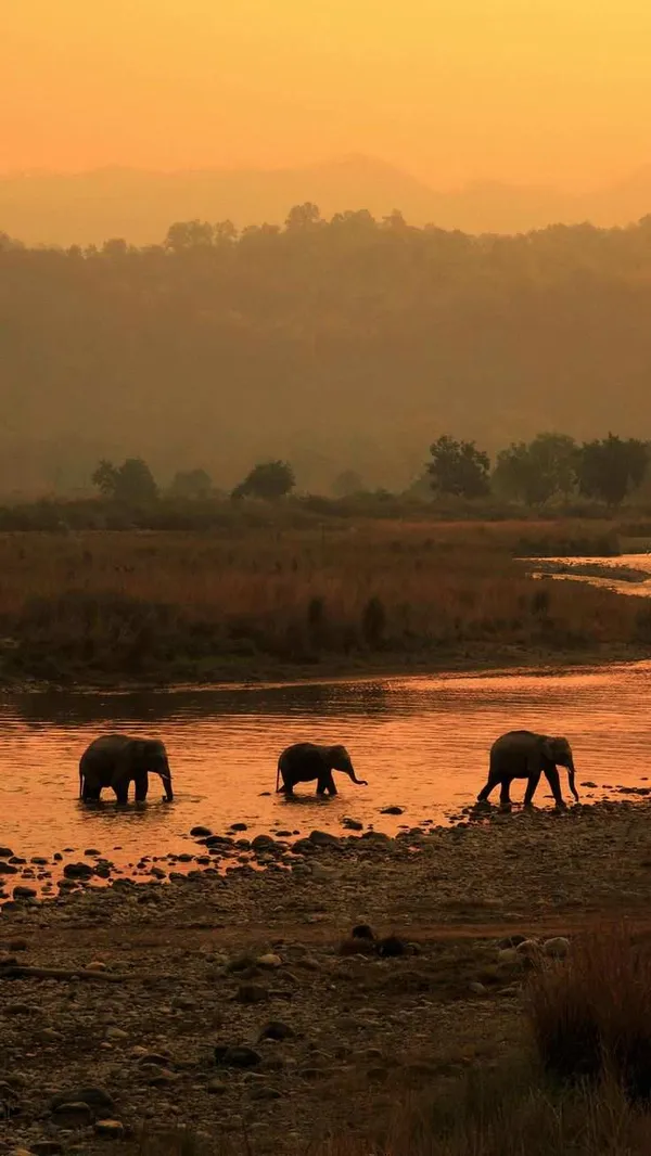 Jim Corbett Wildlife Safari
